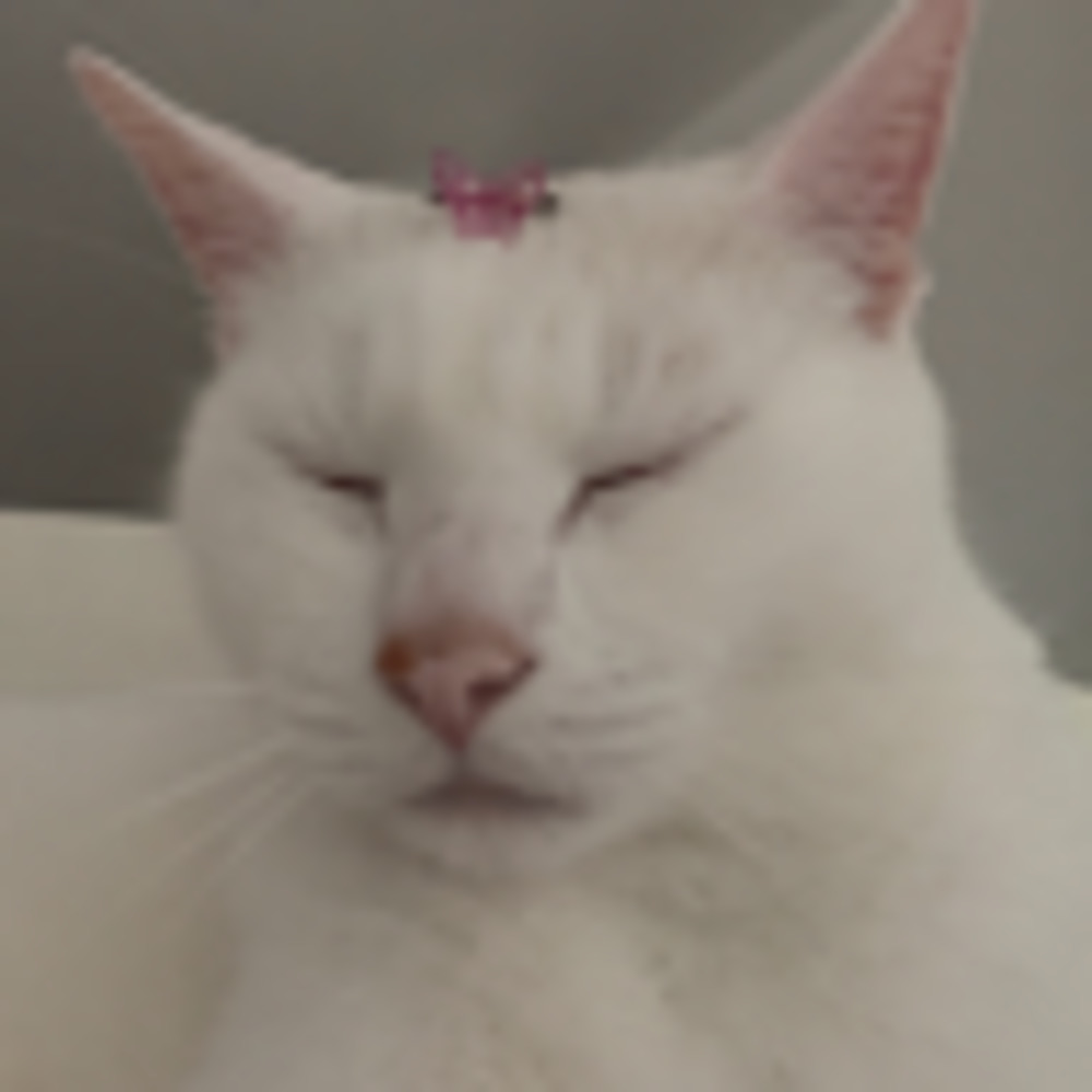 Meet your Posher, Lindsey